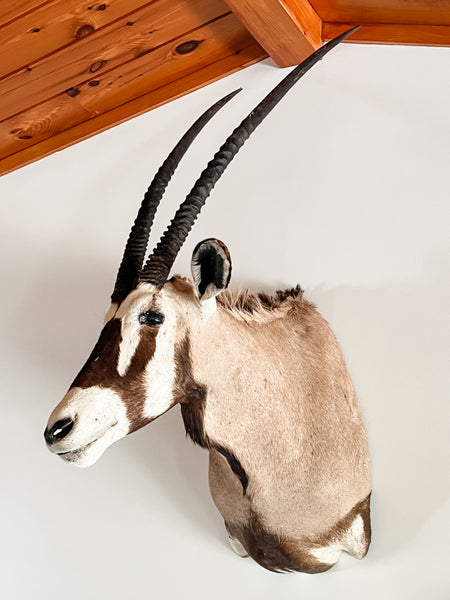 African Gemsbok Oryx Shoulder Mount