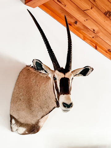 African Gemsbok Oryx Shoulder Mount